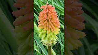 Fürtös fáklyaliliom Kniphofia uvaria [upl. by Helbon]