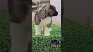 Top High Quality American Akita Male Pup 37 Days  Sunrise Kennel  Best Import Akitas in India [upl. by Caleb377]