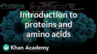 Introduction to proteins and amino acids  High school biology  Khan Academy [upl. by Saraiya315]