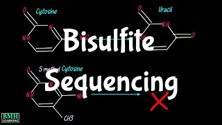 Bisulfite Sequencing  Whole Genome Bisulfite Sequencing  WGBS  BiSeq  DNA Methylation Detection [upl. by Dera369]