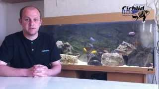 Starter Mbuna List for the Beginner  African Cichlids  Mbuna [upl. by Jeaz979]