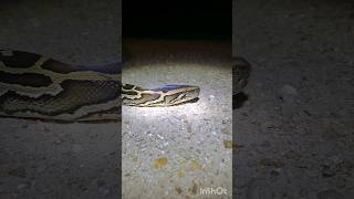 3 Snake Night  Catching Burmese Pythons In The Florida Everglades [upl. by Quennie]