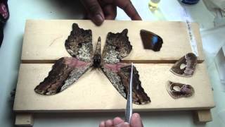 How to Make Major Repairs  Moths [upl. by Shakti]