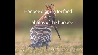 Hoopoe digging for food and some photos of hoopoe [upl. by Moynahan24]