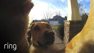 Watch How This Dog Uses a Ring Video Doorbell to Get Back In The House  RingTV [upl. by Akeret]