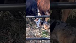 Corgi herding cattle [upl. by Kirsti303]