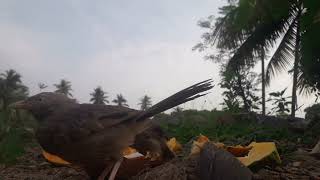 Yellow billed babbler birds babbler inimainiraindhathuiyarkai [upl. by Niamjneb]