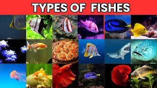 Discover The Most Beautiful Fishes in the World  fishes types [upl. by Aneehta63]