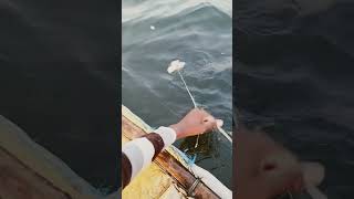 fishing fiish beachfishing fish filefish carpfishing fihing carp fiahing videogama [upl. by Attenehs]