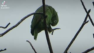 The yellowheaded parrot enjoys the cold or dull day [upl. by Jessabell]