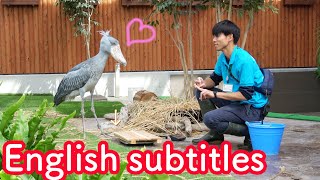 Shoebills meal time with her favorite caretaker ☆full version 【Shoebill FUTABA in 2019 】Encore [upl. by Juanne]