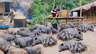 Raising hundreds of pigs making wine taking care of black pigs [upl. by Newhall397]