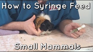 Syringe Feeding Small Mammals and Rodents  How to [upl. by Aiduan]