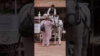 Funeral horse and carriage  Funeral Video Australia [upl. by Ailegra]