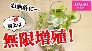 100均グッズで観葉植物を沢山増やそう♪【水耕栽培】 [upl. by Midis]