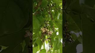 Pongame Oiltree करंज Millettia Pinnata Pongame Pongamia Pinnata Pongamia Tree  Pinnata Tree [upl. by Otilopih]