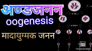 Oogenesisअण्डजनन।अण्डाणु का निर्माण formation of ovulationयुग्मकजननGAMETOGENESIS।Biology [upl. by Anuahsed]