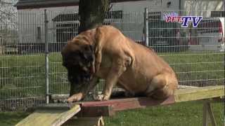 Mastiff Informationen zur Rasse [upl. by Lledrev224]