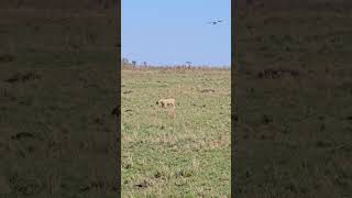 Petty Lioness 😂 kenya wildlife safari lion short [upl. by Hans]