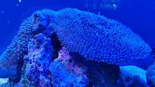 Coral Reef at Florida Keys Aquarium Encounters in Marathon FL [upl. by Guillaume]