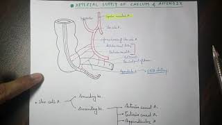 Abdominal aorta  5 ilio colic artery branches [upl. by Imoyaba]