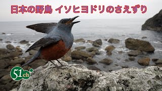 日本の野鳥 イソヒヨドリ のさえずり [upl. by Barling636]