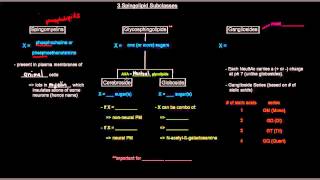 Lipids Part 9 of 11  Membrane Lipids  Sphingolipids [upl. by Arline]