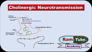 Cholinergic Neurotransmission made easy with animation Pharmacology [upl. by Rendrag]