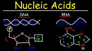 Nucleic Acids  RNA and DNA Structure  Biochemistry [upl. by Ajad]