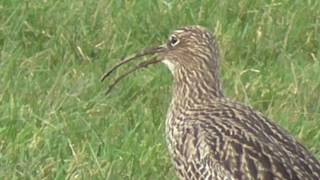 Curlew calling 3 [upl. by Beane]