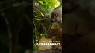 They are endemic to the island of Madagascar [upl. by Einad]