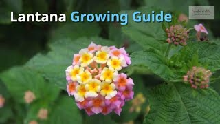 Lantana Growing Guide Shrub Verbana  All You Need to Know to Get Started  by Gardeners HQ [upl. by Maze499]