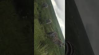 ZEBRA MOVING AROUND AT SERENGETI BATIONAL PARK TANZANIA [upl. by Egarton]