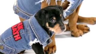 DENIM FOR DOGS [upl. by Naman342]