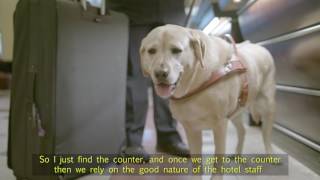 Taking the Lead How does a Guide Dog know where to go [upl. by Enimzzaj]