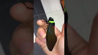 Stunning Malaysian Cicada Tacua Speciosa [upl. by Tabor212]