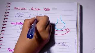 Ventilation Perfusion Ratio l VQ ratio l zones of lungs l Respiratory Physiology [upl. by Horn721]