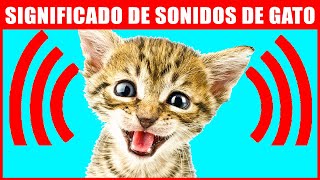 8 Sonidos Que Hacen Los Gatos Y Su Significado [upl. by Laucsap209]