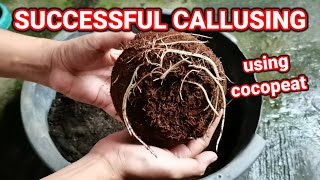 CALLUSING METHOD  Callus Grape Cuttings  Successful Result [upl. by Anaicul]