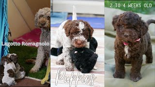 Lagotto puppies from 2 to 4 weeks old [upl. by Luy47]