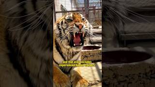 How a tigers roar can paralyze its prey [upl. by Atirys]