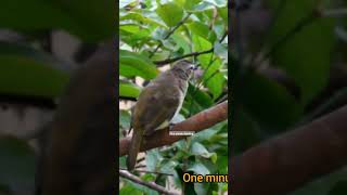 Melodious song of white browed bulbul birdsofindia birdloverstrending shorts [upl. by Llednew]