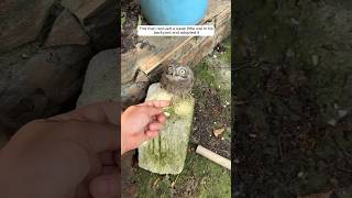 This man rescued a weak little owl in his backyard and adopted it animalshorts shortvideo [upl. by Esinad662]