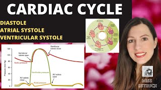 Alevel CARDIAC CYCLE Diastole atrial systole ventricular systoles the pressure volume changes [upl. by Okiruy599]