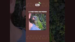 La historia de Pedro 🦜 gardhogarnatural pajareras aviarios [upl. by Adur732]