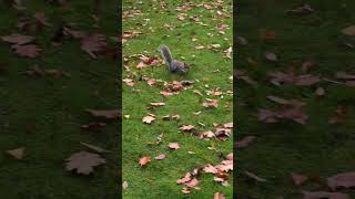 Speedy squirrel at clumber park clumberpark nature nationaltrust wildlife hike [upl. by Gothard]