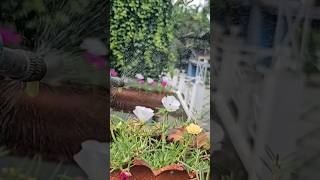 Miracle Organic Fertilizer For Growth ampBlooming shortfeed shortvideo [upl. by Goines]