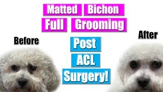 Matted Bichon Grooming  Dog Transformation [upl. by Tucky883]