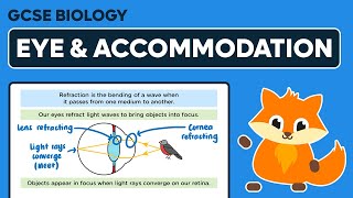 Eye Function Accommodation  GCSE Biology [upl. by Constance528]