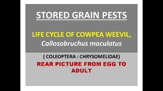 Life cycle of Cowpea weevil Callosobruchus maculatus [upl. by Velma]